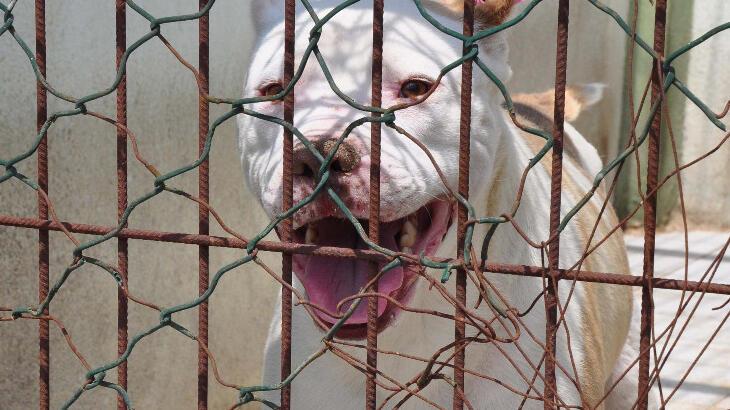 2 kişiyi yaralayan pitbullun sahibi tahliyesini istedi! Hakimden sert çıkış