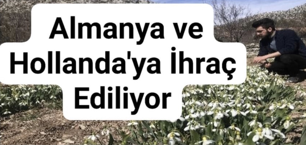 Antalya Akseki’den Almanya ve Hollanda’ya İhraç Ediliyor