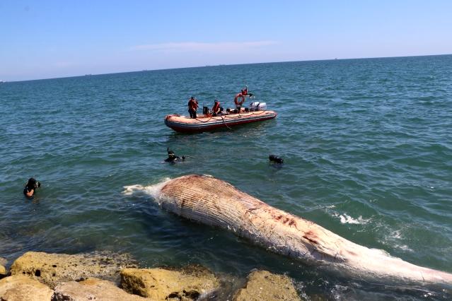 Akdeniz'in kralı Mersin'de kıyıya vurdu