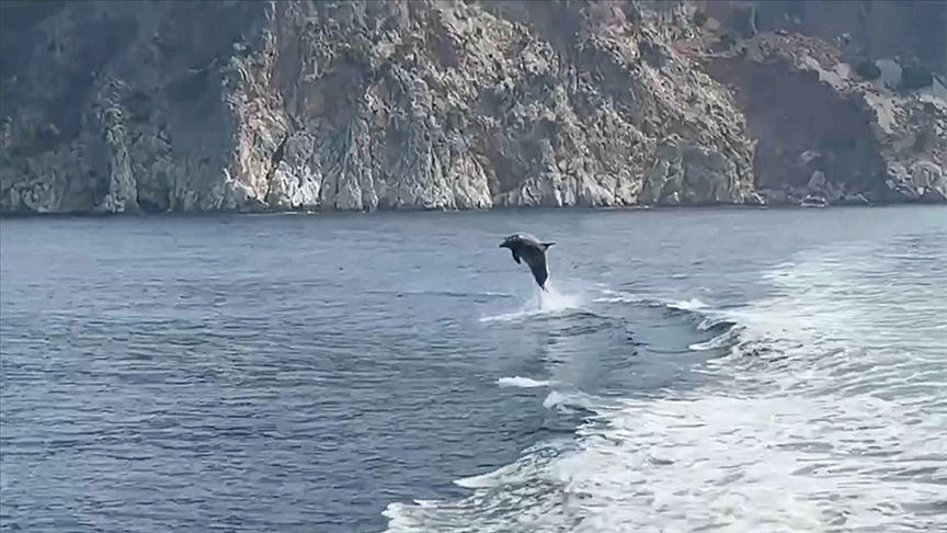 Alanya'da yunuslardan turistlere sürpriz gösteri