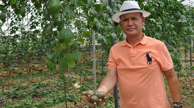 Almanya'dan Türkiye'ye passiflora meyvesi yetiştirmek için geldi! İlk hasadının kilosunu 75 liradan satıyor