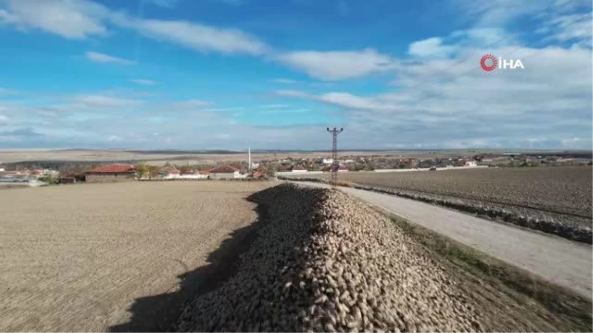 Ankara'da hasat edilen pancarlar, dağ gibi birikti Türkiye şekere doyacak