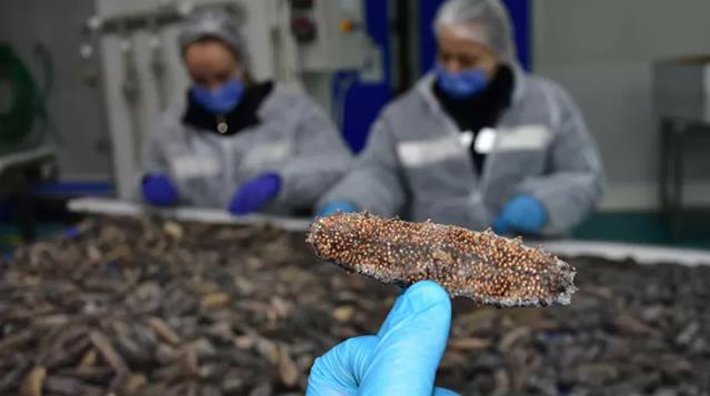 Biz yemiyoruz, Çinliler ve Korelilerin ise vazgeçilmezi! Ekonomiye katkısı 30 milyon dolar