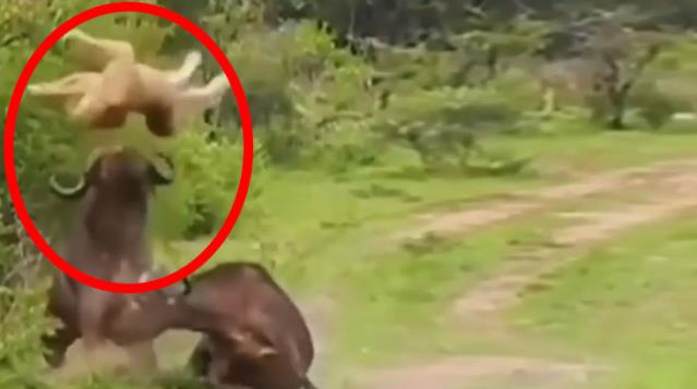 Bufalo'nun cesareti! Ormanların kralı Aslan'ı yerden yere verdu!