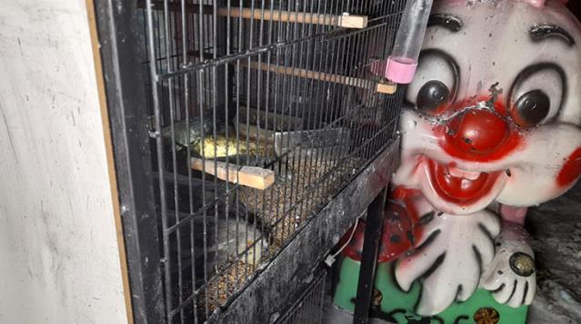 Dehşete düşüren olay! Pet Shop'taki yangında onlarca hayvan diri diri yanarak can verdi