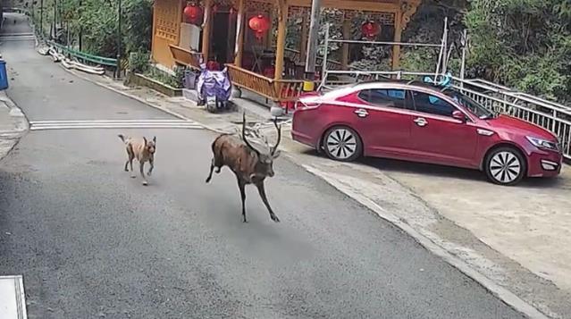 Dört odacıklı midesiyle nesli tükenmekte olan vahşi sika geyiği, Çin'de köpekten kaçarken görüldü