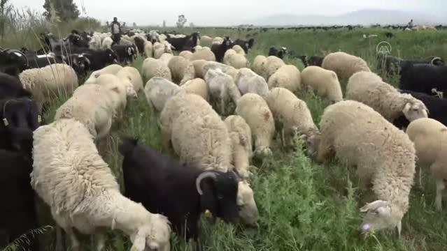 Göçerlerin yaylalara yolculuğu başladı