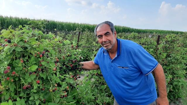 Hobisiydi gelir kapısı oldu! Böğürtlenden 150 bin lira kazanacak