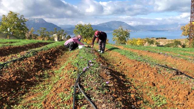 Isparta'da yetişen Safran çiçeğinin kilosu 75 bin liradan alıcı buluyor