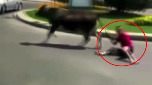 Kaçan dananın kuyruğundan tuttu, dananın peşinde kilometrelerce sürüklendi