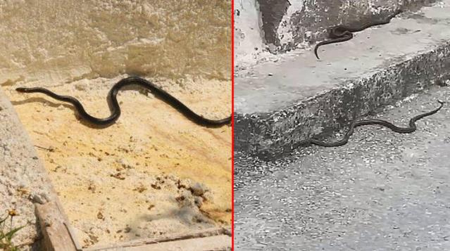 Kuşadası'nda kara yılan paniği! Farklı noktalardan peş peşe ortaya çıktılar