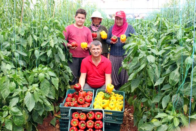 Mersin'de denemek için ekilen paprika biberinin kilosu 13 liradan alıcı buluyor