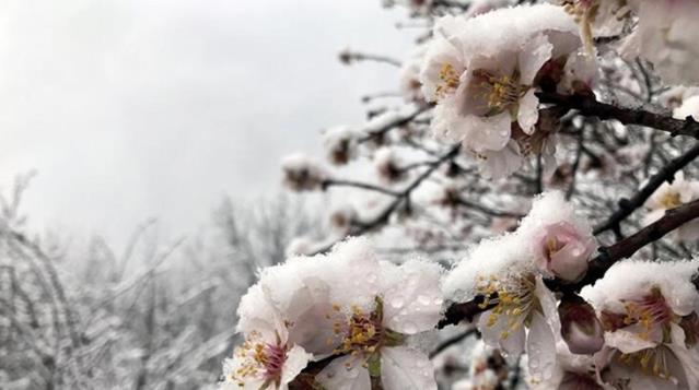 Meteoroloji'den 5 il için zirai don uyarısı: Pazartesi ve salı günleri sıcaklık sıfırına altına düşecek