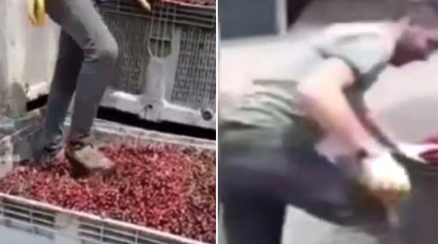Meyveleri ayakkabısıyla çiğnedi! Meyve suyu üretim tesisinde mide bulandıran görüntüler