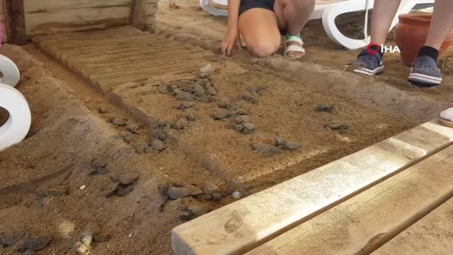 Onlarca yavru caretta caretta, sahildeki yürüme yolu altında telef oldu