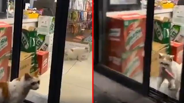 Organize kedi çetesi marketi soydu! O anlar izleyenleri şaşırttı