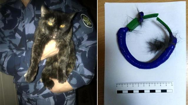 Rusya'da hapishane içinde uyuşturucu taşıyan kedi yakalandı