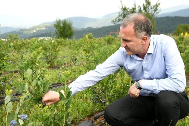 Şifa kaynağı yaban mersini İnegöl'de depolanıyor