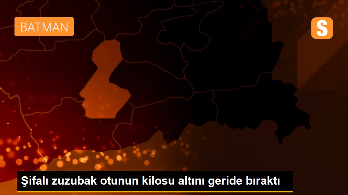 Şifalı zuzubak otunun kilosu altını geride bıraktı