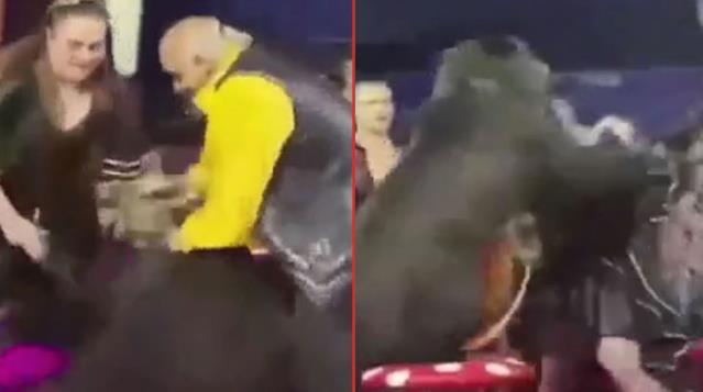 Sirk gösterisinde tansiyon bir anda yükseldi! Sinirlenen ayı, defalarca terbiyecisine saldırdı