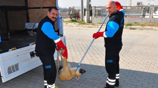 Son Dakika: Çevre Bakanlığı, 81 ilin valilik ve belediyelerine sahipsiz hayvanlarla ilgili genelge gönderdi
