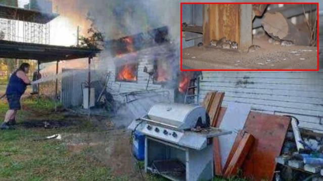 Yamyam fareler Avusturalya'yı istila etti! Önlerine gelen her şeyi kemiriyorlar